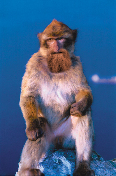 macaque bronkey